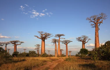 Deurstickers Avenue of the Baobabs in de buurt van Morondava, Madagascar © Dietmar Temps