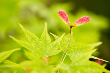 Red winged seeds of japanese maple tree