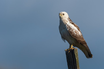 Mäusebussard an einem Seeufer im April