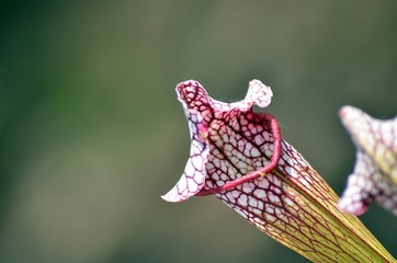 fleur carnivore