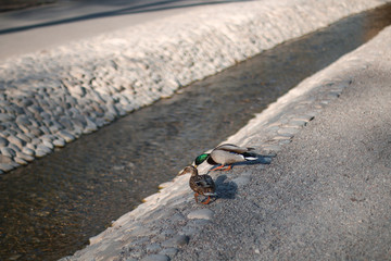 ducks in water