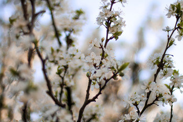 blooming apple tree in spring