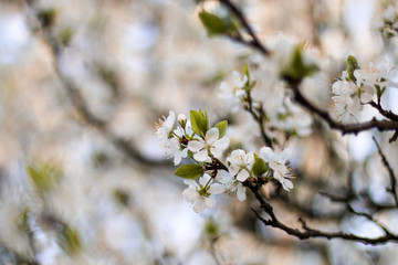 blooming apple tree in spring