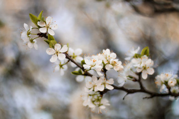 closeup of white flowers of cherry tree in spring, wallpaper