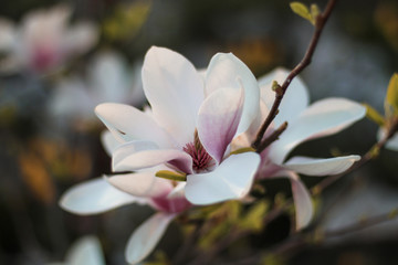 Fototapeta na wymiar closeup of a flower of magnolia