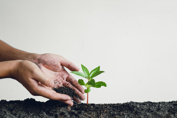 Trees and tree planting White background