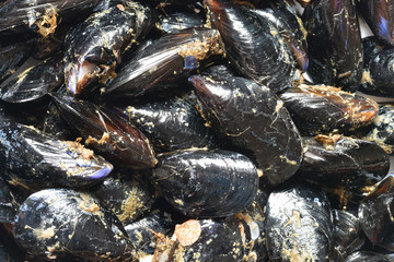 Fresh mussels freshly caught