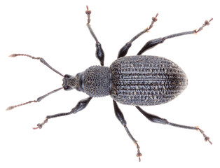 Otiorhynchus sulcatus is a genus of weevils in the family Curculionidae. Black vine weevil is a...