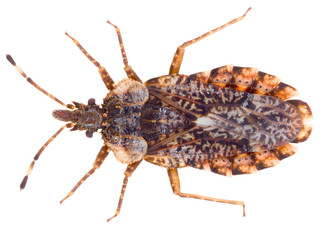 Aradus betulae is a genus of true bugs in the family Aradidae, the flat bugs. Dorsal view of flat bug Aradus betulae isolated on white background.