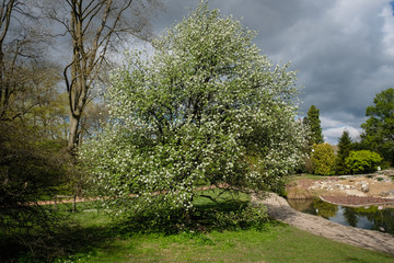 Arbre en fleurs avec ciel menaçant