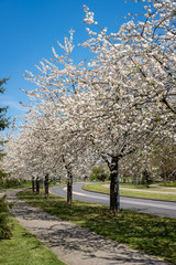 Arbres en fleurs au printemps