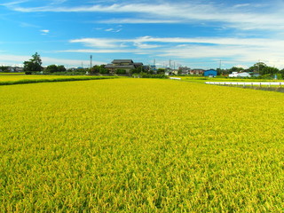夏の実りの田圃風景