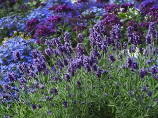 Field of Purple and Blue Flowers