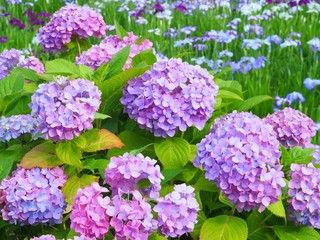 Fototapeta premium Hydrangea Flowers in Garden