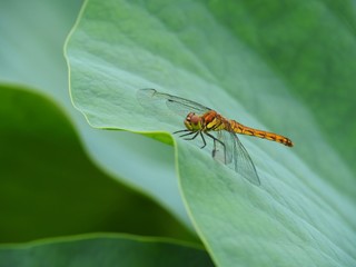 Dragonfly on Green Leaf