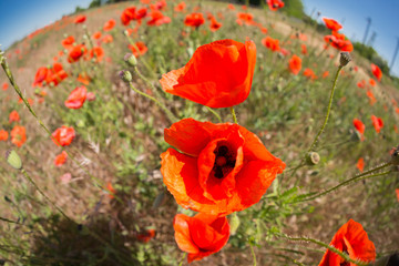 wild field with many flowers of red poppy, fisheye lens, landscape with distortion