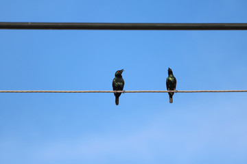 Asian Glossy Starling birds perch on power lines with blue sky