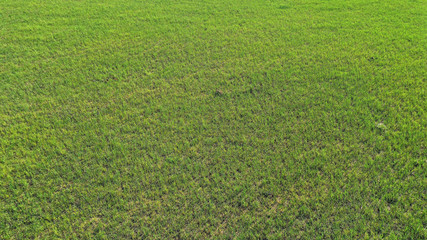 wild field, aerial view