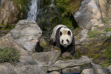 Giant panda and a waterfall.