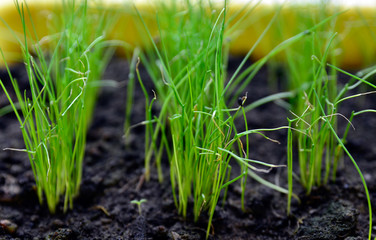 Chive sprouts,selective focus