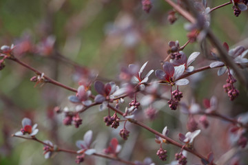 Berberis thunbergii Red Carpet ornamental perennial foliage