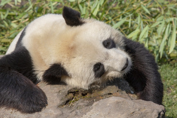 Obraz na płótnie Canvas Relaxed giant panda resting on a rock.