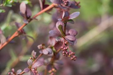 Berberis thunbergii Red Carpet ornamental perennial foliage