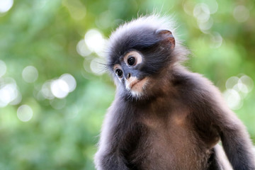 Close-up of the face of monkey or Dusky Langur with green nature