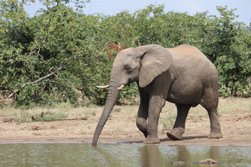 Afrikanischer Elefant / African elephant / Loxodonta africana