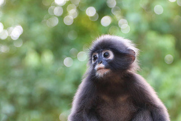 Close-up of the face of monkey or Dusky Langur with green nature