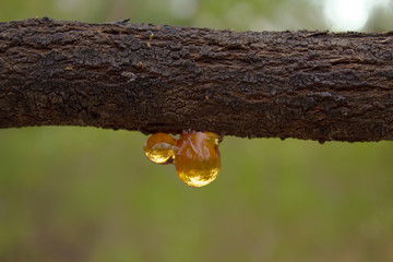 Sap on branch