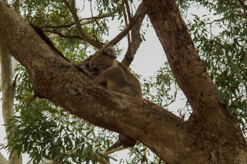 Sleeping Koala