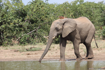 Afrikanischer Elefant / African elephant / Loxodonta africana