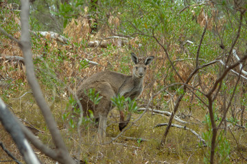 Kangaroo in Shrubbery