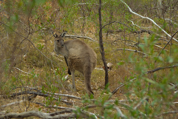 Kangaroo