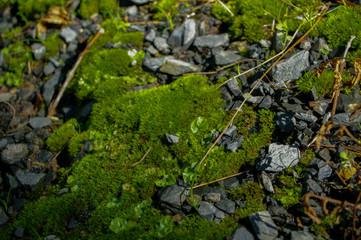Moss on rock