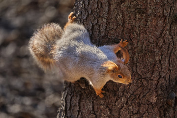 Gray-red squirrel walks through the spring park and looks for food. Sunny spring day.