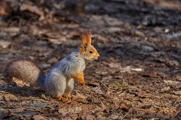 Naklejka na ściany i meble Gray-red squirrel walks through the spring park and looks for food. Sunny spring day.