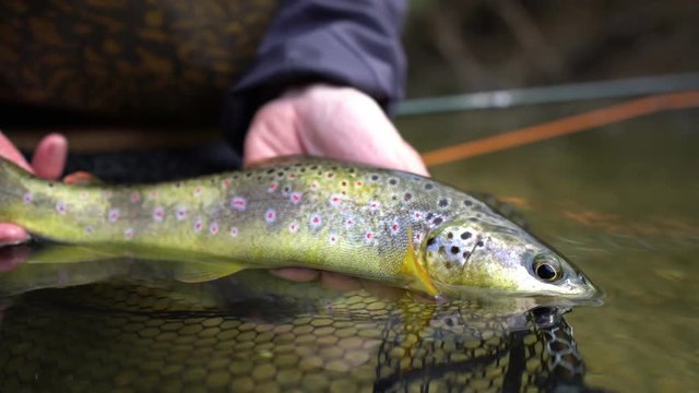 4k close up trout while Fly Fishing in a small stream in Switzerland catching brown trout (Salmo Truta Fario). Sustainability and nature pleasure time outdoors enjoyment concept.