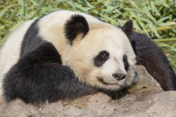 Relaxed giant panda resting on a rock.