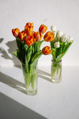 Two vases with spring orange and white tulips