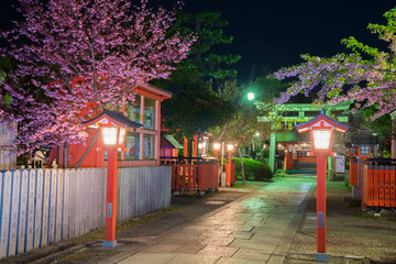 京都　車折神社（くるまざきじんじゃ）の桜　夜景