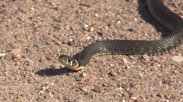 European snake on a gravel road. Natrix Natrix. 
