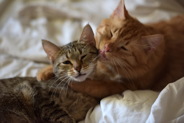 two cats together,  love