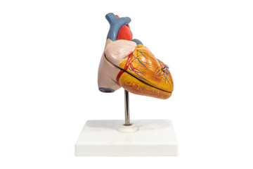 Human anatomy heart plastic model isolated on white background.