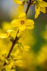 Closeup of forsythias flowers and a tree branch against green blurred background