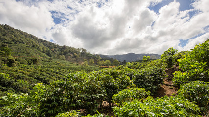 cafetan fields in the Orosi Valley in Costa Rica