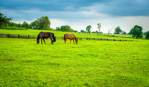 Horses On A Pasture In Kentucky