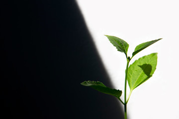 Green leaves plant growing up in light and shadow background.
