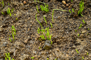 Chive sprouts,selective focus